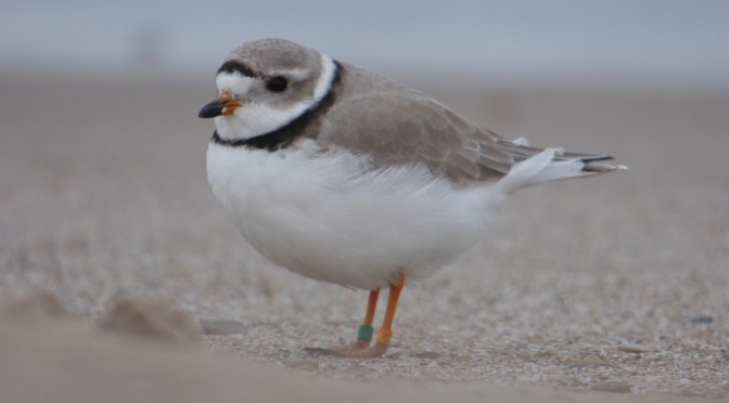 Milwaukee Lakefront Piping Plovers