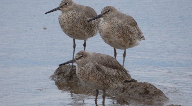 What is World Shorebirds Day?