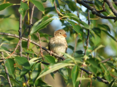 Immature Field Sparrow