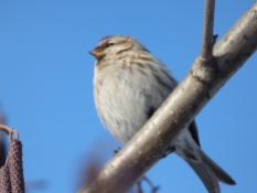 Common Redpoll's streaked undertail coverts