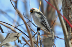 Hoary Redpoll's white undertail coverts