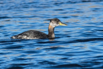Red-necked_Grebe