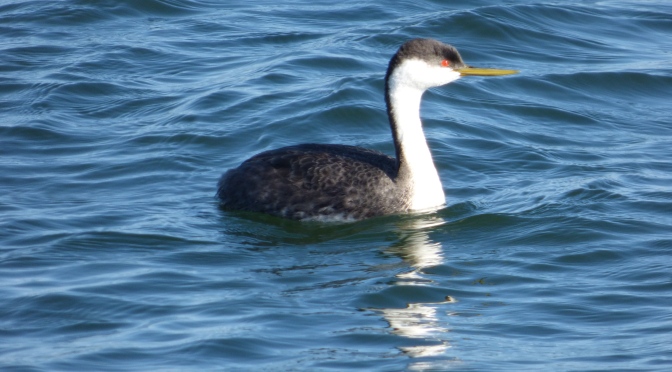The Ultimate Wisconsin Winter Grebe Guide
