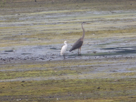 Snowy Egret and Great-blue Heron