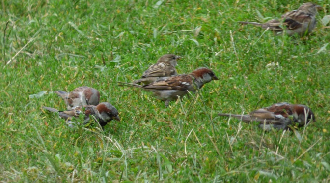 Why the House Sparrow should be the USA’s National Bird