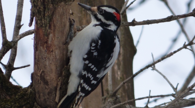 Hairy Woodpecker vs. Downy Woodpecker