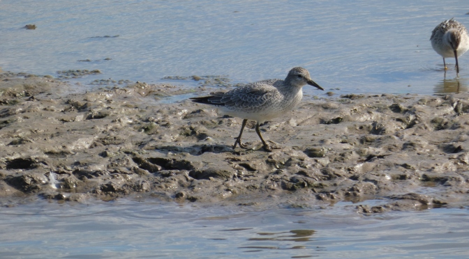 Red Knot in Manitowoc