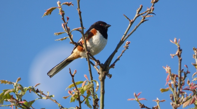 Common Questions About Eastern Towhees Answered
