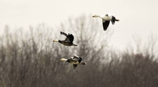 Geese of Wisconsin (10 Species)