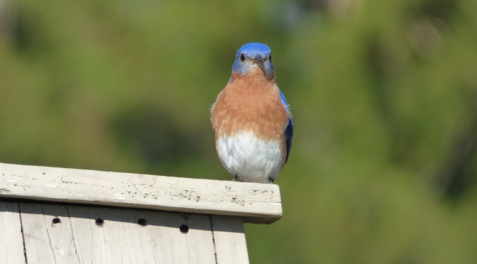 Bluebirds of Wisconsin (2 Species to Know)