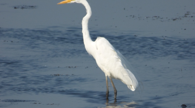 Egrets of Wisconsin (3 Species to Know)