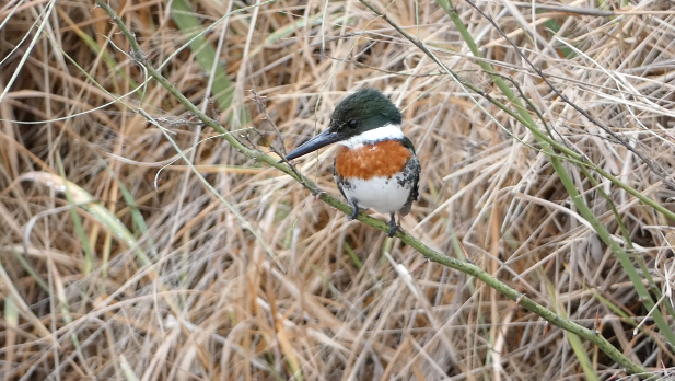 Kingfishers of Texas (3 Species to Know)