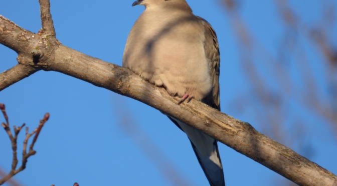 Doves of West Virginia (3 Species to Know)