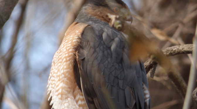 How to Prevent Hawks and Falcons from Killing Backyard Birds